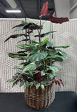 Artificial Mixed Calathea Arrangement in Basket
