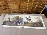 15 Audubon Prints ***Read Description***