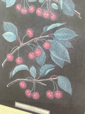 Cherries Print by George Brookshaw - Plate XII