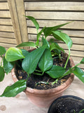Lot of Two LIVE Pothos in Plastic Pots  (H)