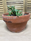 LIVE Christmas Cactus in Terra Cotta Pot