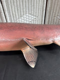 Chinook King Salmon Taxidermy Mount AS IS (READ DESCRIPTION CAREFULLY)