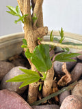 LIVE Ficus (Coming Back To Life) in Ceramic Pot