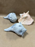 3 Piece Large Seashell Lot