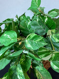 Artificial Greenery in Basket Planter