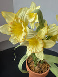 Faux Daffodils in Terra Cotta Pot