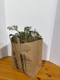 Artificial Potted Trees - Set Of 3