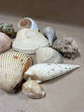 (A) Lot Of Seashells — 13 Pieces