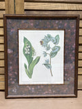 Bombay Company Botanical Print (D)