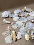 Seashell Lot (C)