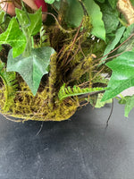 Faux Geranium Arrangement in Mossy Basket