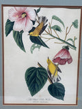 Blue Winged Yellow Warbler Audubon Print - High Quality Reproduction