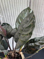 Artificial Calathea in Resin Urn