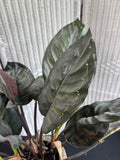 Artificial Calathea in Resin Urn