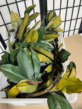 (3) Strands Faux Magnolia Leaf Garlands