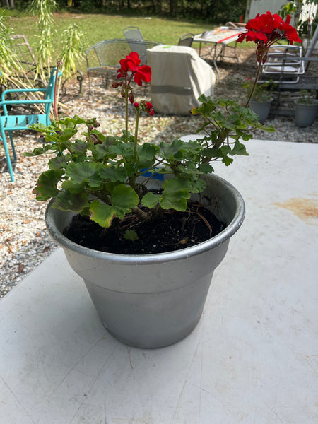 Geranium in Plastic Pot, C