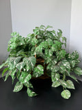 Faux Pothos in Woven Hand Basket