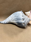 3 Piece Large Seashell Lot