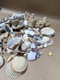 Seashell Lot (A)