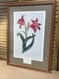 Amaryllis Print - Plate No. 23