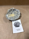 Chesapecten Jeffersonius State Fossil Of VA Scallop Shell