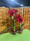 Pair of Faux Red Amaryllis Flowers in Brown Ceramic Pots (D)