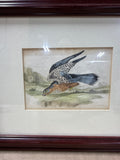 (B) Framed Merlin Bird Print
