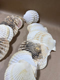 Seashell Lot