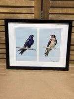 Photo of Purple Martin Pair; Signed