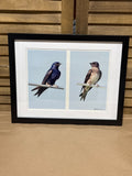 Photo of Purple Martin Pair; Signed