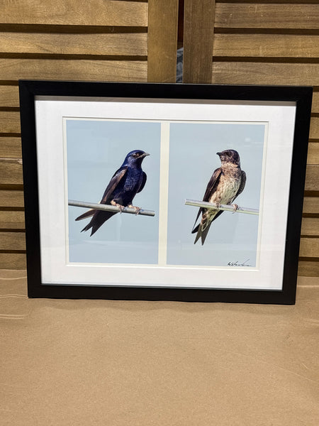 Photo of Purple Martin Pair; Signed