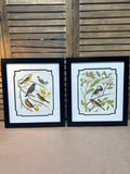 Pair of Bird Prints