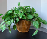 Artificial Greenery in Basket Planter