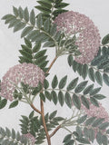 Botanical Print (B)