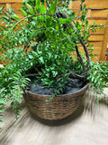 B-Faux Greenery in Basket