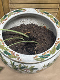 Asian Fish Bowl Planter with LIVE Plant