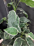 Artificial Ficus Tree with Greenery in Basket Planter
