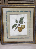 The Bennett Apple Botanical Fruit Print