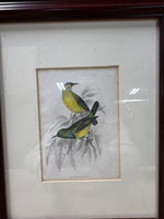 (A) Framed Nectarnia Collaris M.F. Bird Print