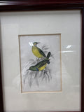 (A) Framed Nectarnia Collaris M.F. Bird Print
