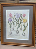 Botanical of Tulips