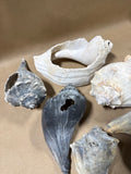 6 Piece Large Seashell Lot