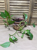 (D) LIVE Pothos In Ellen Evans Pot; Signed