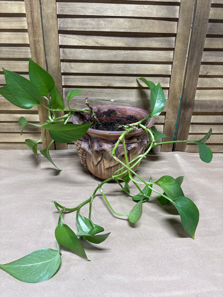 (D) LIVE Pothos In Ellen Evans Pot; Signed