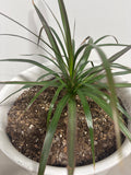 LIVE Dracaena Plant in Ceramic Pot