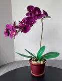 Faux Purple Orchids in Ceramic Pot
