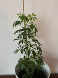 LIVE Schefflera Umbrella Tree Plant In White Pot