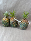 3 Piece Heavy Weight Pineapples