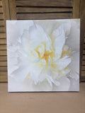 White Peony Canvas Print (B)