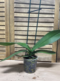 LIVE Orchid (Needs TLC)